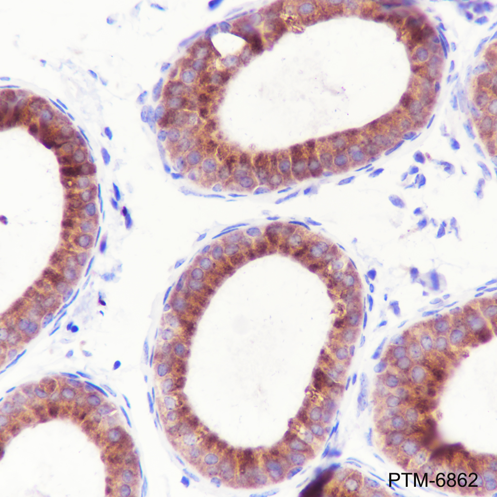 Anti-VPS26 Rabbit pAb