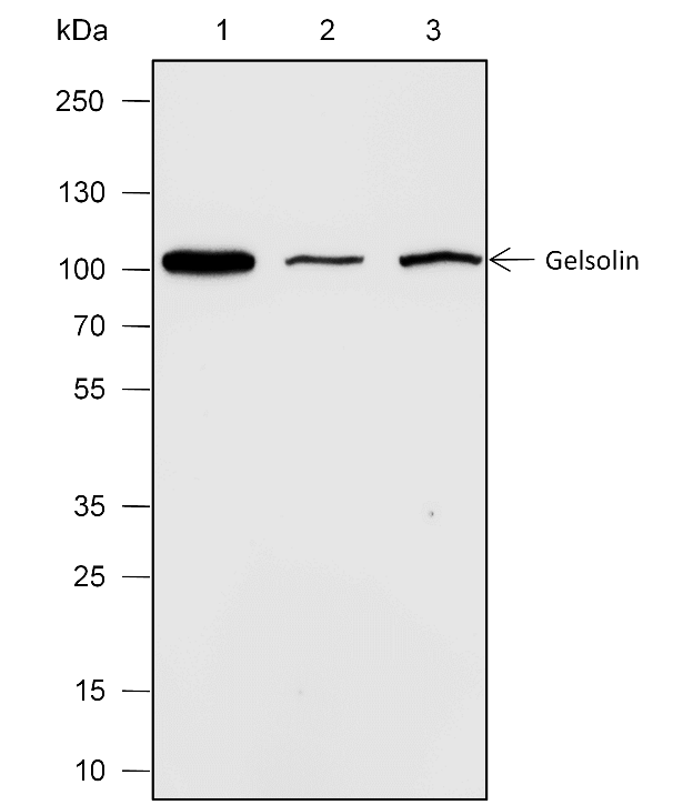 Anti-Gelsolin Rabbit mAb