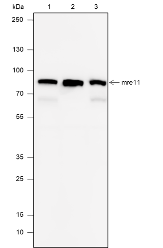 Anti-Mre11 Mouse mAb