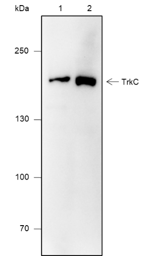 Anti-TrkC Mouse mAb