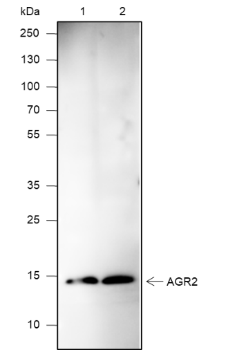 Anti-AGR2 Mouse mAb