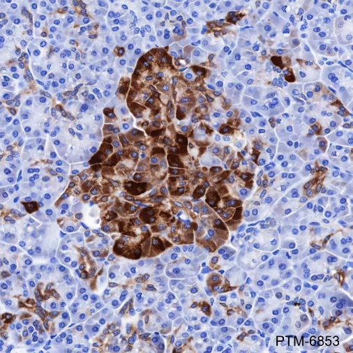 Anti-AGR2 Mouse mAb