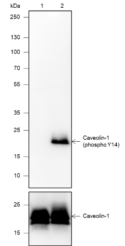 Anti-Phospho-Caveolin-1 (Tyr14) Rabbit mAb