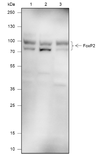Anti-FOXP2 Mouse mAb