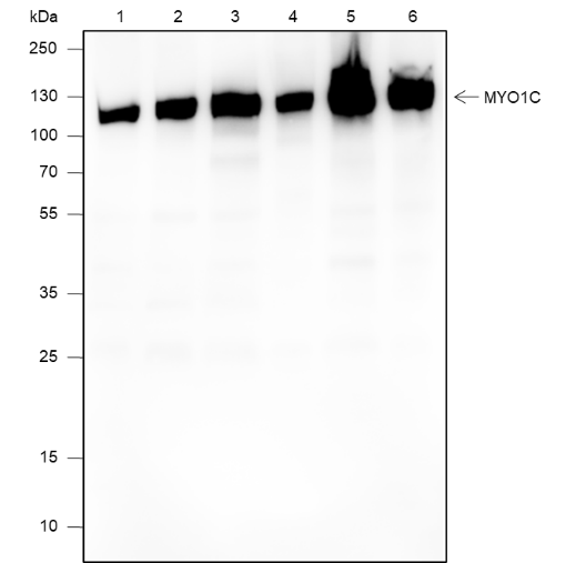 Anti-MYO1C Rabbit mAb