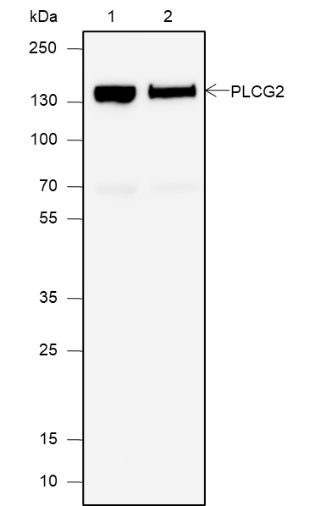 Anti-PLCG2 Rabbit mAb