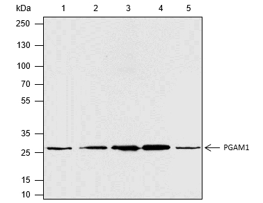 Anti-PGAM1 Rabbit pAb