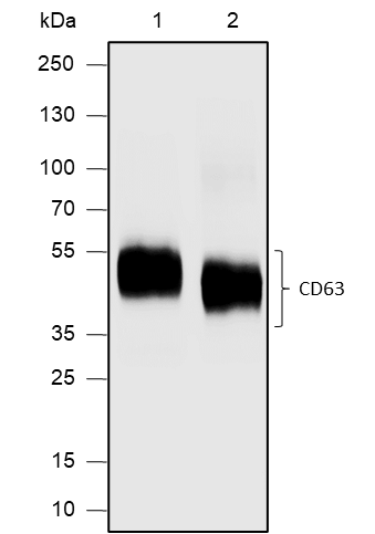 Anti-CD63 Rabbit mAb
