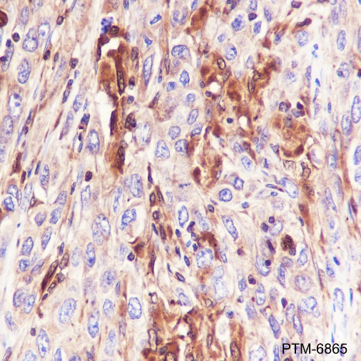 Anti-pro Caspase-1 Rabbit mAb