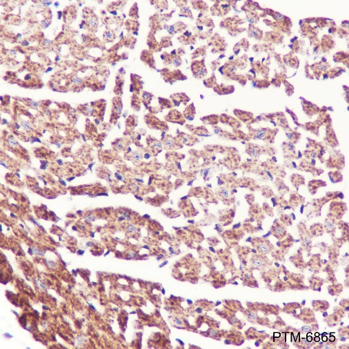 Anti-pro Caspase-1 Rabbit mAb