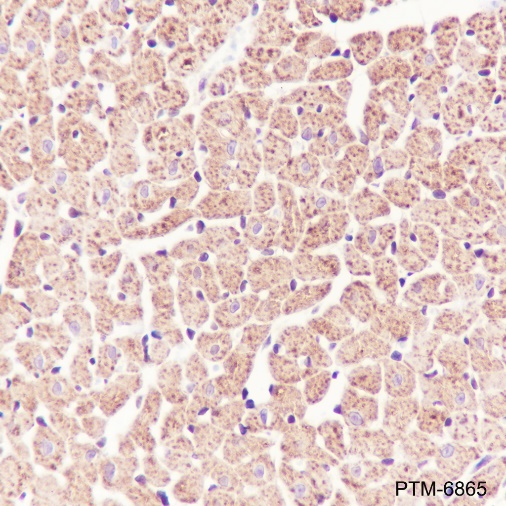 Anti-pro Caspase-1 Rabbit mAb