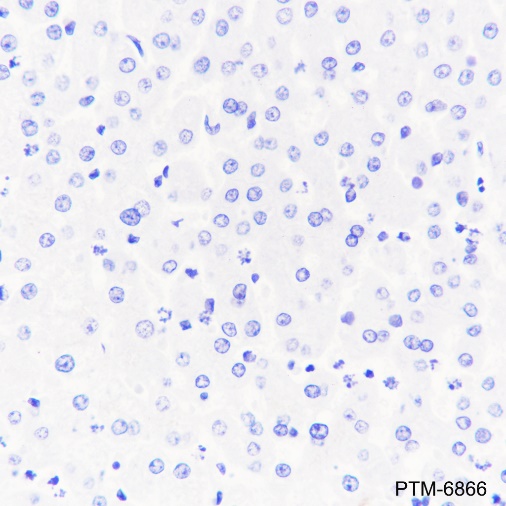 Anti-INSL3 Rabbit mAb