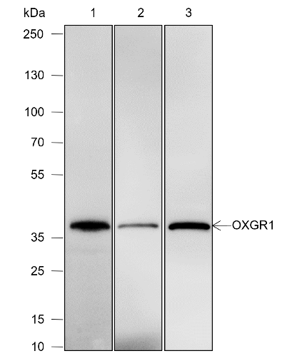 Anti-OXGR1/GPR99 Rabbit pAb