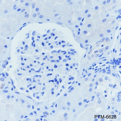Rabbit mAb IgG Isotype Control