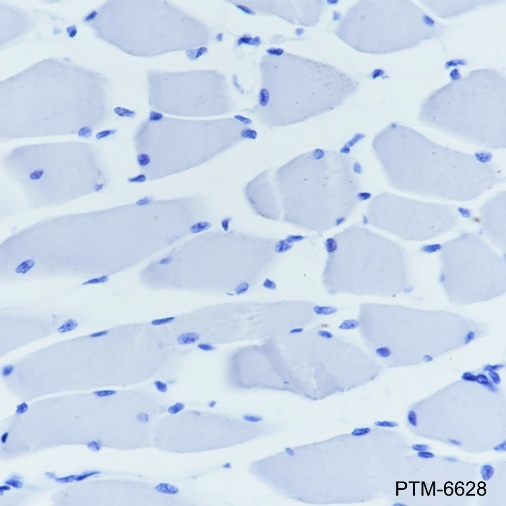 Rabbit mAb IgG Isotype Control