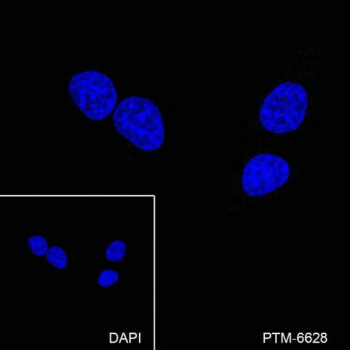 Rabbit mAb IgG Isotype Control