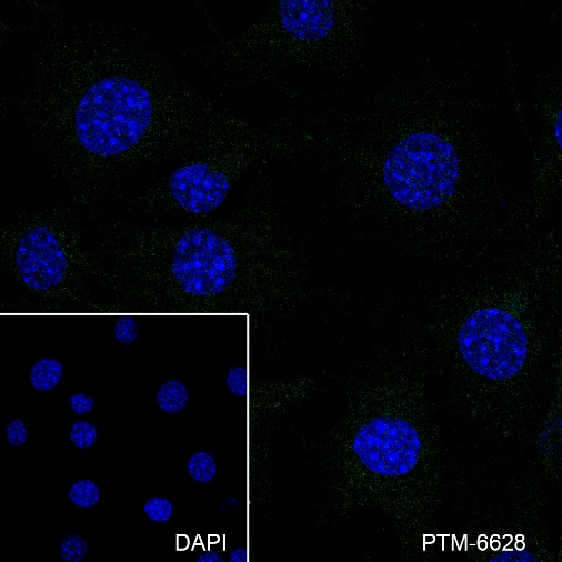 Rabbit mAb IgG Isotype Control