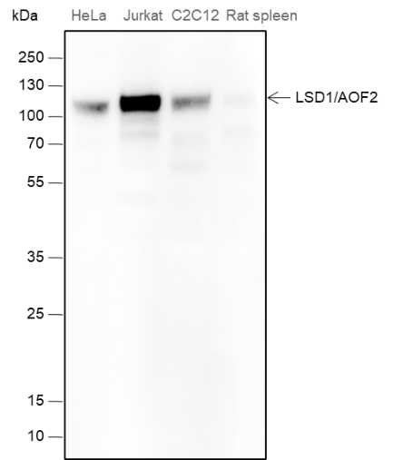 Anti-LSD1 Mouse mAb