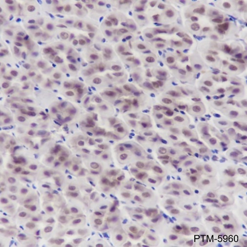 Anti-LSD1 Mouse mAb