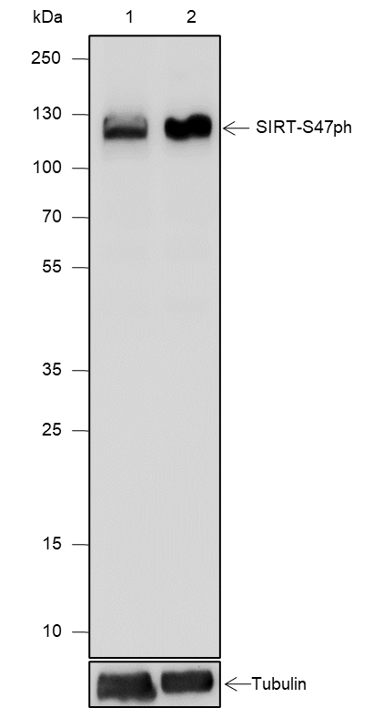 Anti-Phospho-SIRT1 (Ser47) Rabbit mAb