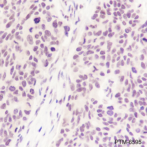 Anti-Phospho-SIRT1 (Ser47) Rabbit mAb