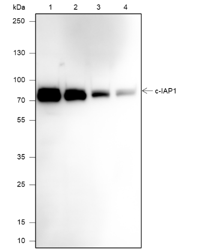 Anti-c-IAP1 Mouse mAb