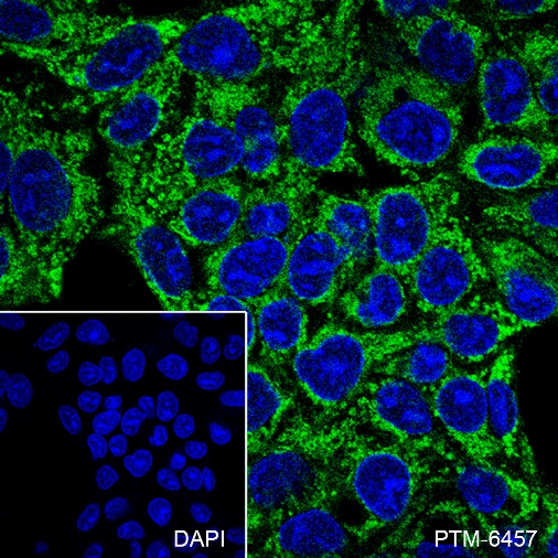 Anti-c-IAP1 Mouse mAb