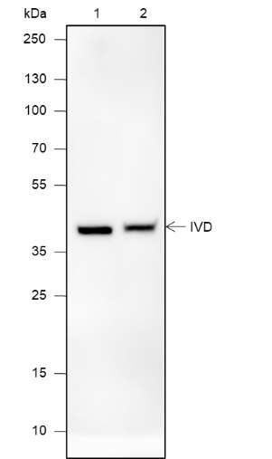 Anti-IVD Mouse mAb