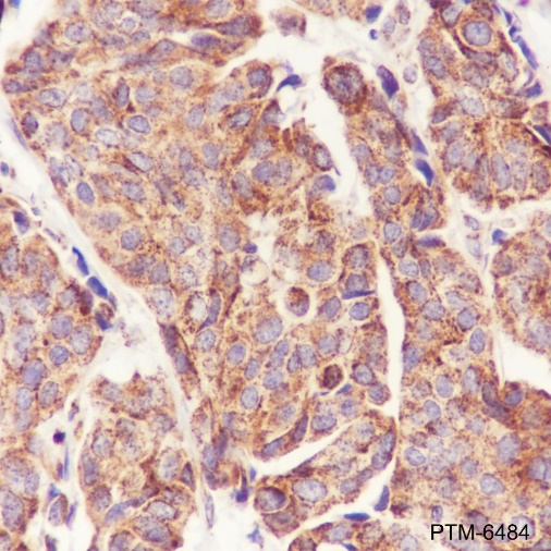 Anti-IVD Mouse mAb