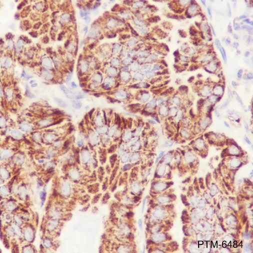 Anti-IVD Mouse mAb