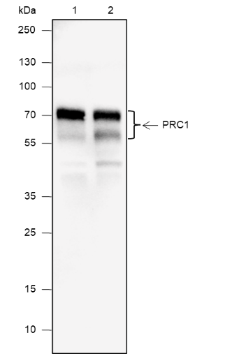 Anti-PRC1 Mouse mAb