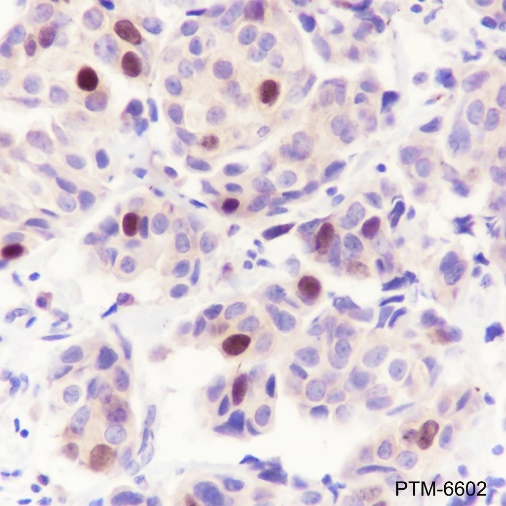 Anti-PRC1 Mouse mAb