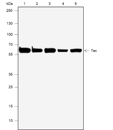 Anti-Tec Rabbit mAb