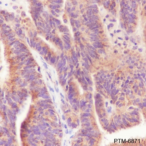 Anti-Tec Rabbit mAb