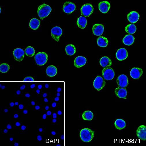 Anti-Tec Rabbit mAb