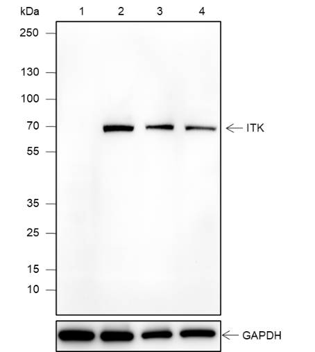 Anti-ITK Mouse mAb