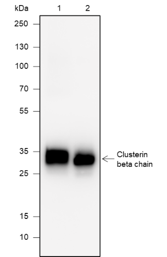 Anti-Clusterin beta Chain Rabbit mAb
