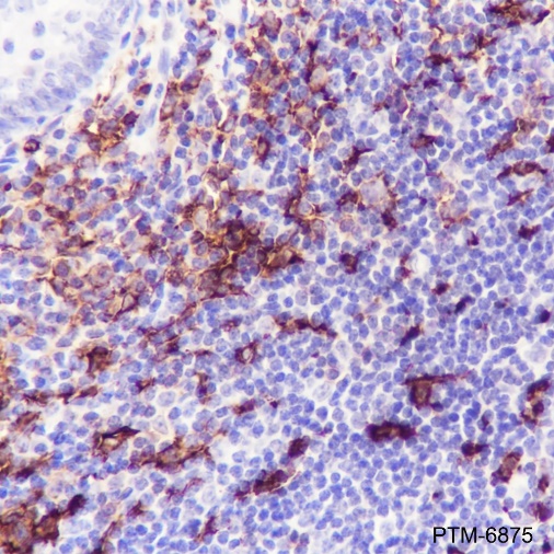 Anti-CD11c Mouse mAb