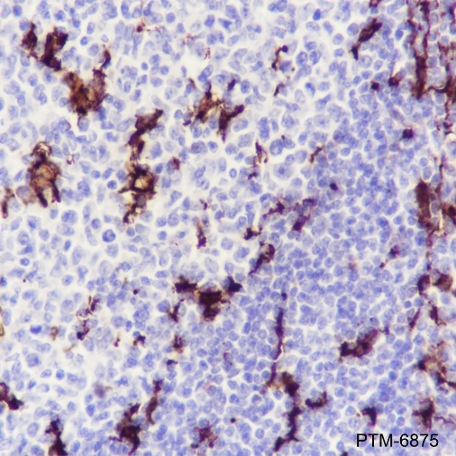Anti-CD11c Mouse mAb