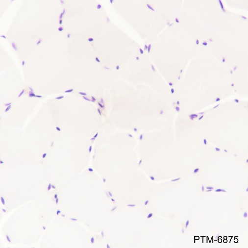 Anti-CD11c Mouse mAb