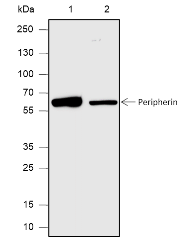 Anti-Peripherin Rabbit mAb