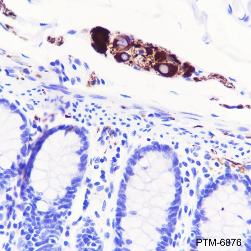 Anti-Peripherin Rabbit mAb