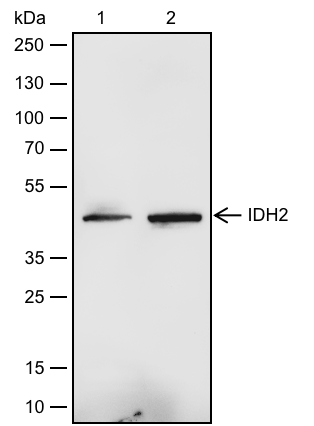 Anti-IDH2 Rabbit pAb