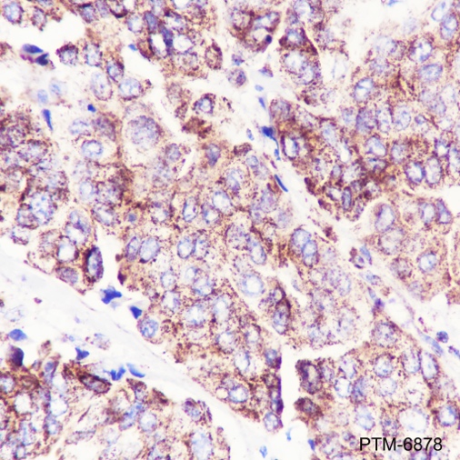Anti-IDH2 Rabbit pAb