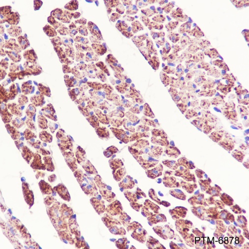 Anti-IDH2 Rabbit pAb