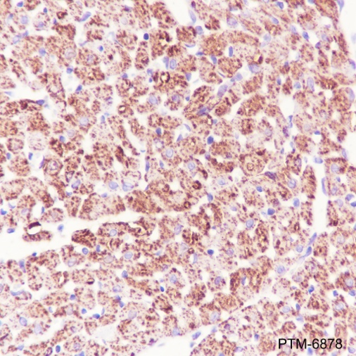 Anti-IDH2 Rabbit pAb