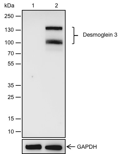Anti-Desmoglein 3 / PVA Rabbit mAb