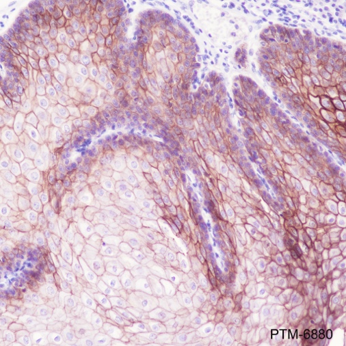 Anti-Desmoglein 3 / PVA Rabbit mAb