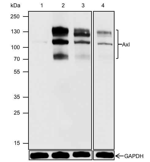 Anti-Axl Rabbit mAb