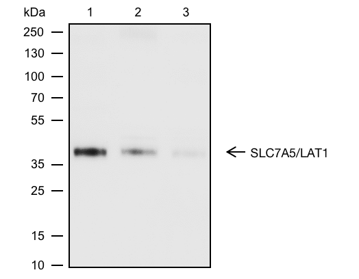 Anti-SLC7A5/LAT1 Rabbit mAb